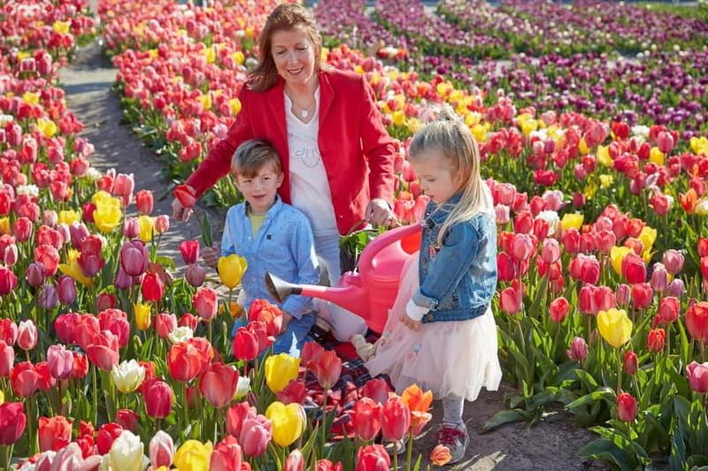 Amsterdam : Tulip Wonderland Tour - Key things that make this Amsterdam tulip day trip work