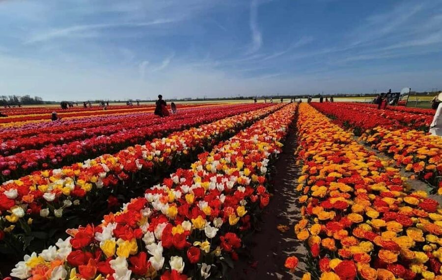 Amsterdam : Tulip Wonderland Tour - How the trip from Amsterdam actually feels: short drive, big payoff