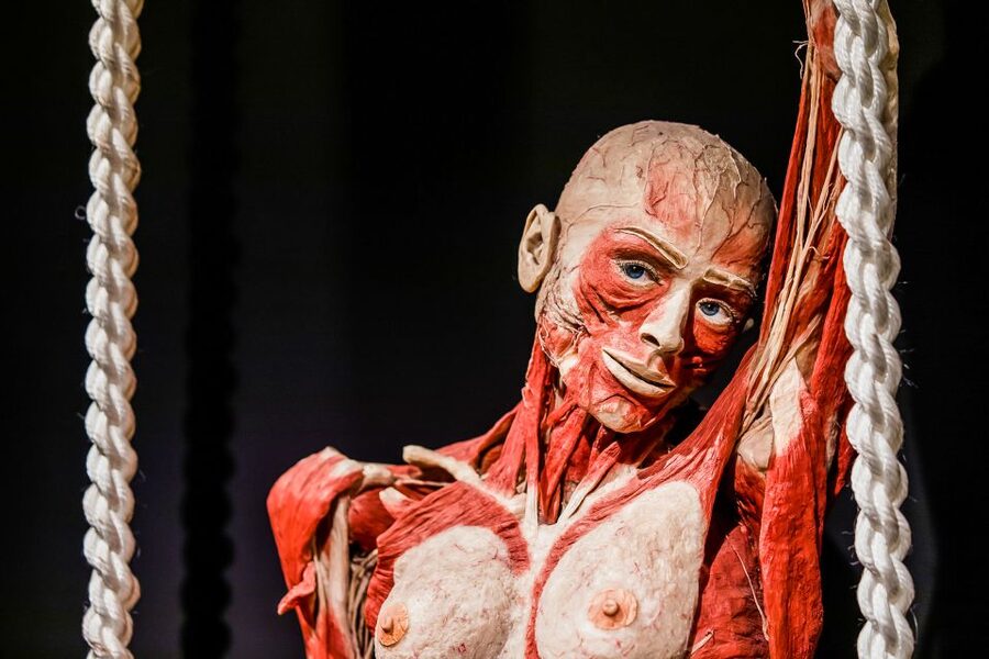 Body Worlds Amsterdam: The Happiness Project Ticket - The happiness theme: linking wellbeing to the physical body