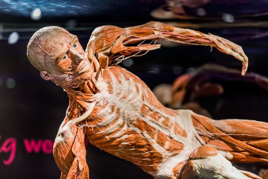 Body Worlds Amsterdam: The Happiness Project Ticket - Audio guide vs. reading panels: how languages are handled