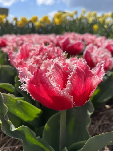 Enjoy the tulip fields in a Landrover with a local guide! - Key things that make this Land Rover tulip tour worth your time