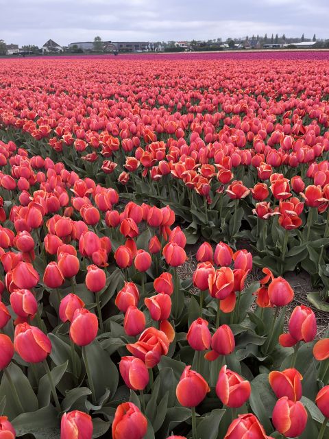 Enjoy the tulip fields in a Landrover with a local guide! - First stop in Lisse: photo time, sightseeing, and St. Agatha Church