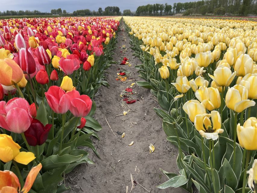Enjoy the tulip fields in a Landrover with a local guide! - The Lisserpool Mill stop: getting close and understanding the water levels