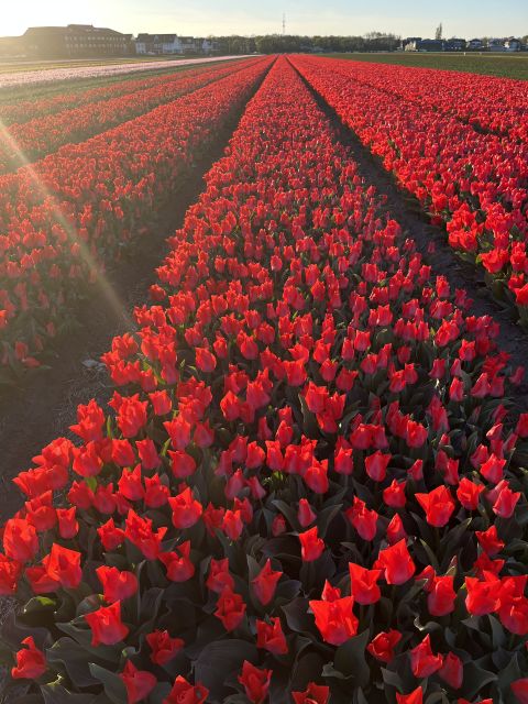 Enjoy the tulip fields in a Landrover with a local guide! - Tulip farm break and show garden: tulips, daffodils, hyacinth in one visit