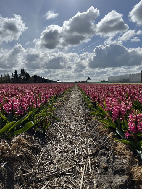 Enjoy the tulip fields in a Landrover with a local guide! - Price, group size, and value for about $100 per person