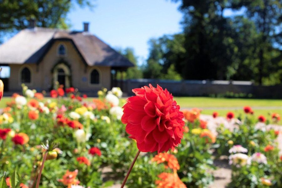 From Amsterdam: Holland Flower and Windmill Tour - summer ed - De Tulperij Flower Farm: The Real Reason This Day Trip Works
