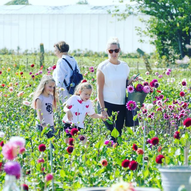 From Amsterdam: Holland Flower and Windmill Tour - summer ed - Walking Through Flower Fields (And Where to Point Your Camera)