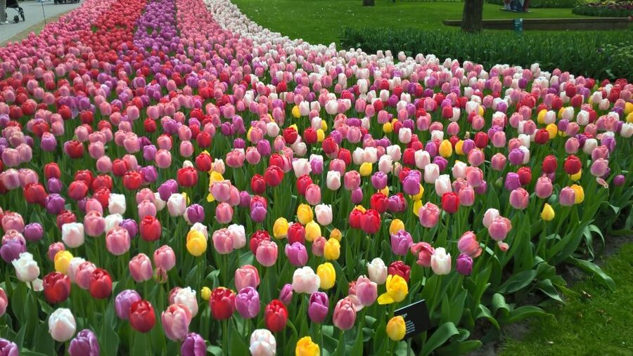 From Amsterdam: Keukenhof and Zaanse Schans Small Group Tour - From Amsterdam Centraal to Keukenhof, you get the easy flow