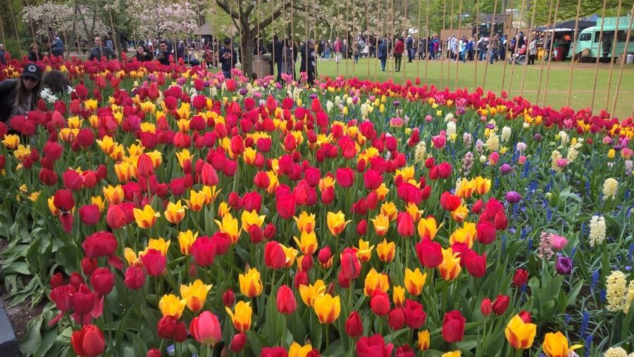 From Amsterdam: Keukenhof and Zaanse Schans Small Group Tour - Who should book this tour, and who should skip it