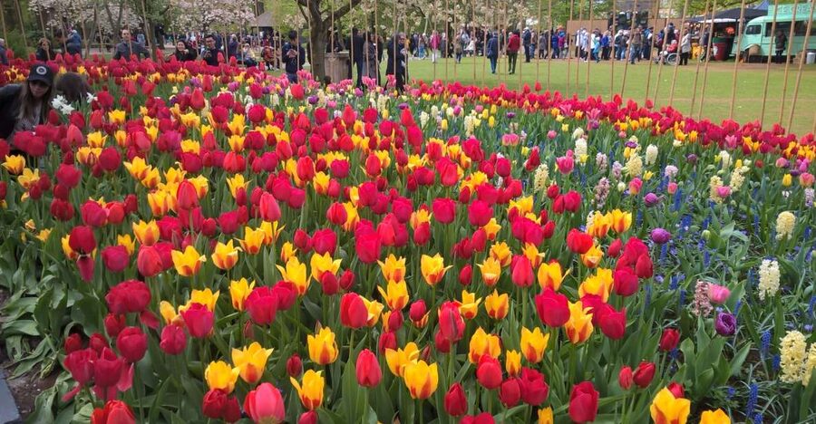 From Amsterdam: Keukenhof and Zaanse Schans Small Group Tour - Keukenhof flower gardens for thousands of tulips, with just enough time