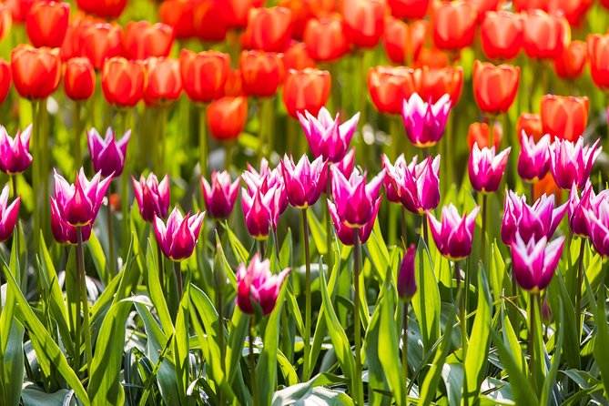 From Amsterdam: Keukenhof Gardens Ticket and Transfer - From Amsterdam to Lisse Without the Headaches