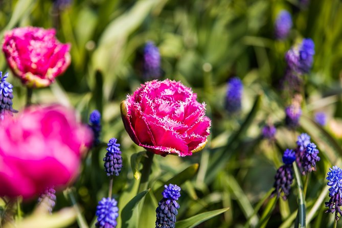 From Amsterdam: Keukenhof Gardens Ticket and Transfer - Optional Canal Cruise and Audio Commentary That Actually Helps