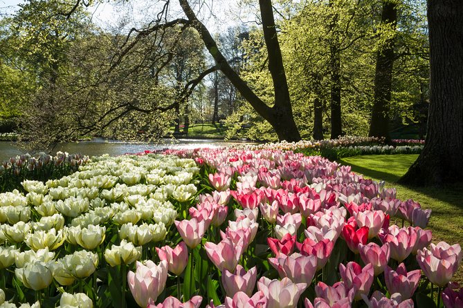 From Amsterdam: Keukenhof Gardens Ticket and Transfer - Price and Value: Is $41.51 a Smart Deal?