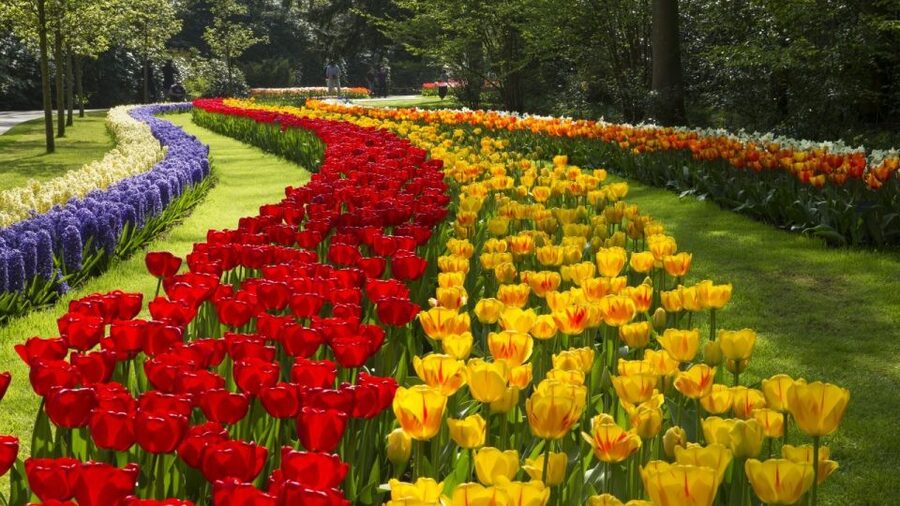 From Amsterdam: Keukenhof Gardens & Tulip Experience Tour - FAQ