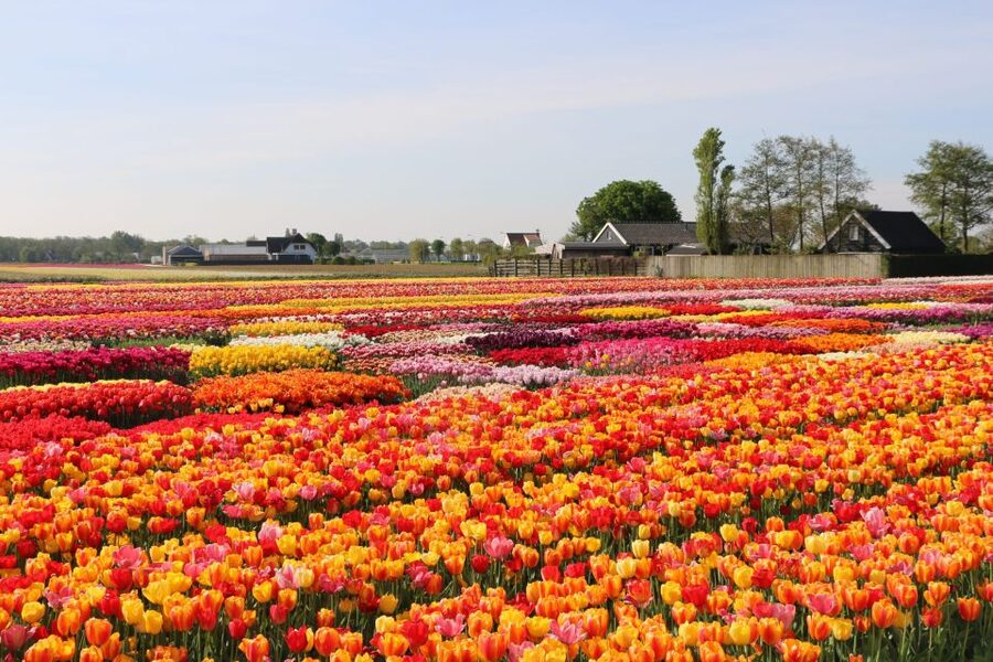 From Amsterdam: Keukenhof Gardens & Tulip Experience Tour - Tulip Experience Amsterdam: Indoor Tulip History, Then Real Field Time for Photos