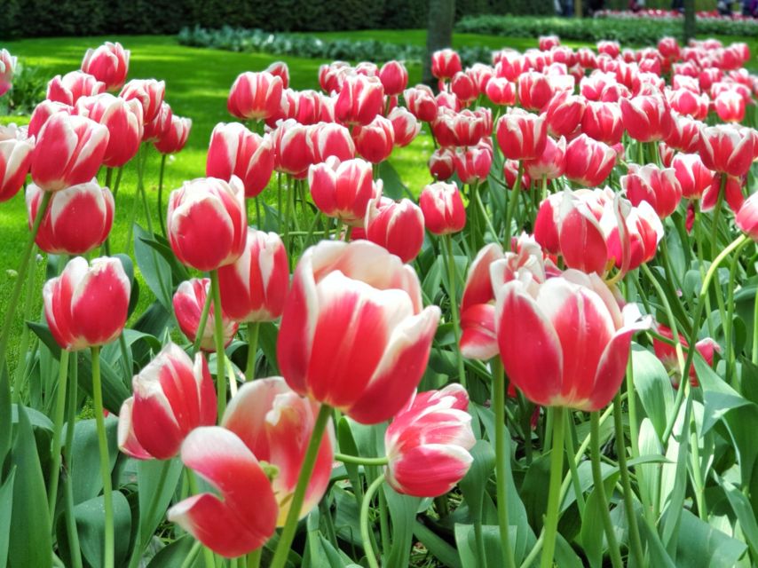 From Amsterdam: Tulip Tour Keukenhof & City Tour Delft - Key Highlights You Should Care About