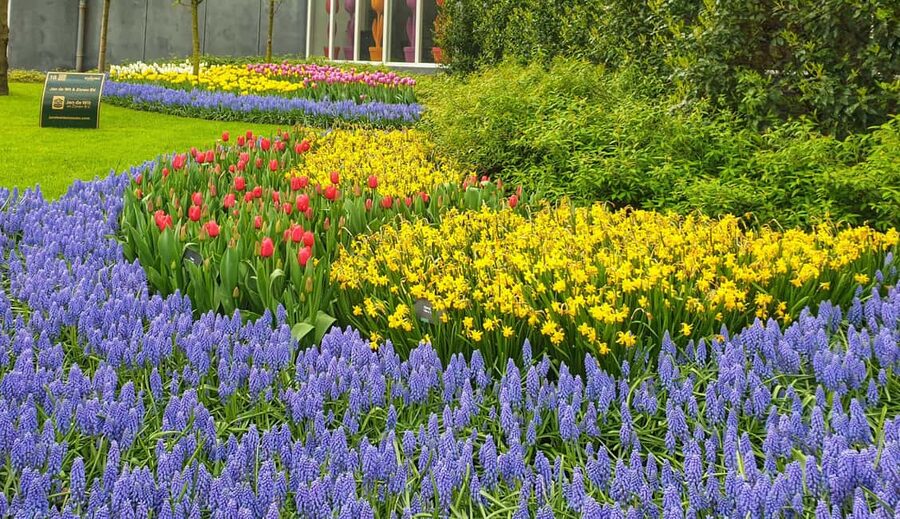 From Amsterdam: Tulip Tour Keukenhof & City Tour Delft - The Guided Tulip Walk: Facts You Can Actually Use