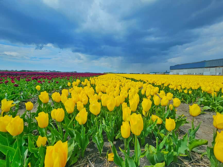 From Amsterdam: Tulip Tour Keukenhof & City Tour Delft - Your Keukenhof Break Time: Lunch, Shopping, and Slow Looking