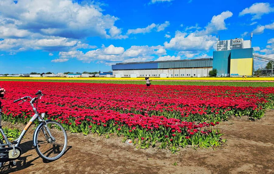 From Amsterdam: Tulip Tour Keukenhof & City Tour Delft - Heading to Delft by Bus, Then Into a Proper Canal City