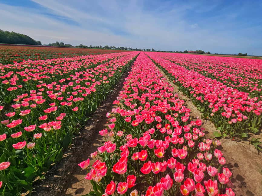 From Amsterdam: Tulip Tour Keukenhof & City Tour Delft - Keukenhof Gardens: Timing, Walking, and Flower Power
