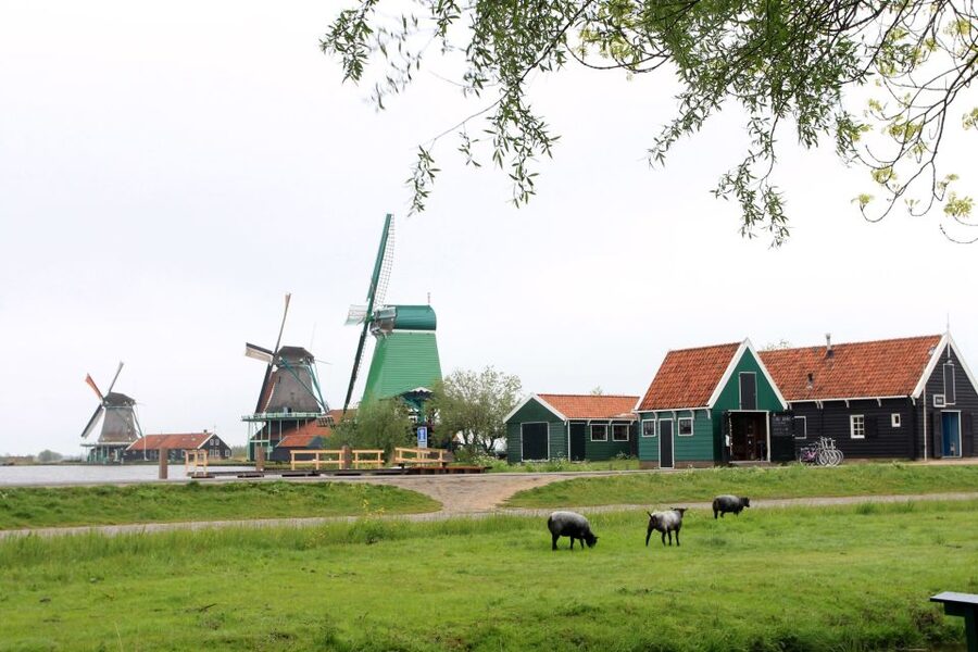 From Amsterdam: Windmills of Zaanse Schans Tour - Who This Tour Fits Best