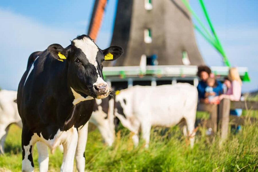 From Amsterdam: Zaanse Schans, Volendam, and Marken Day Trip - Key Points You Will Care About