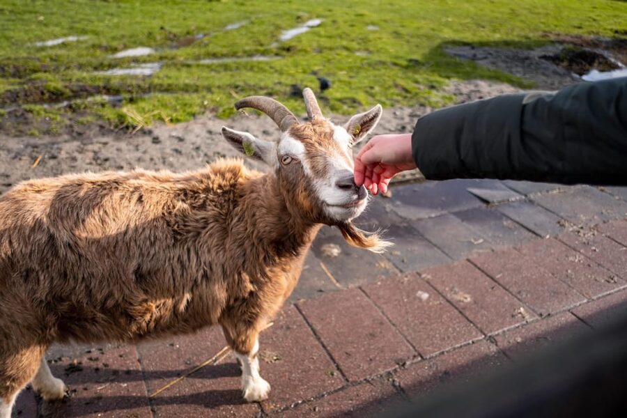 Half-Day Private Guided Sightseeing Tour of Zaanse Schans - The 30-Minute Secret Stop: A Fun Pause That Breaks Up the Route