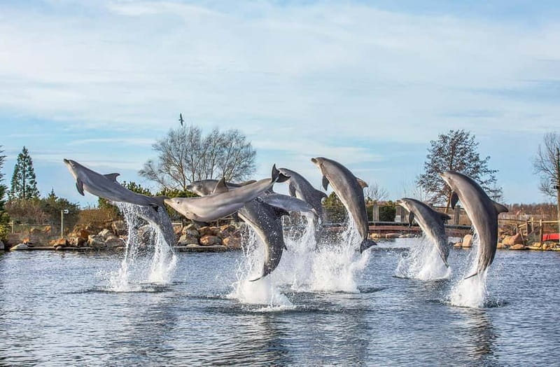 Harderwijk: Dolfinarium Entry Ticket - Quick highlights