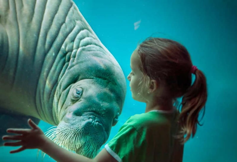 Harderwijk: Dolfinarium Entry Ticket - Underwater viewing: sharks, rays, seals, and more