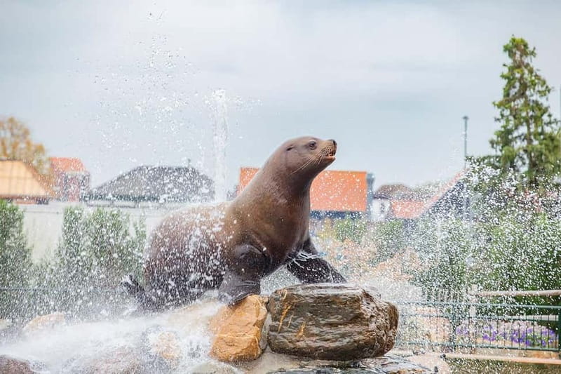 Harderwijk: Dolfinarium Entry Ticket - What to bring (and what not to bring) so your day stays easy