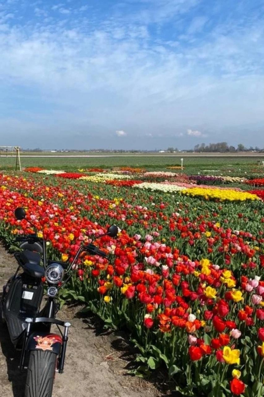Hillegom: E-Scooter or E-Bike Rental in the Bulb Region - Key Things to Know Before You Ride