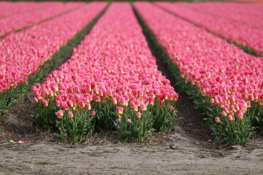 Keukenhof: Flower Fields Small-Group Cultural Bike Tour - Key highlights you should care about