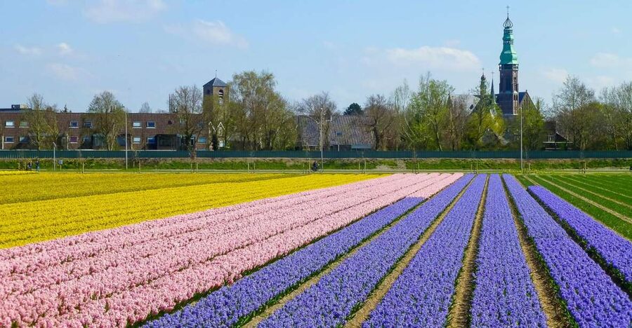 Keukenhof: Flower Fields Small-Group Cultural Bike Tour - Who should book, and who might skip