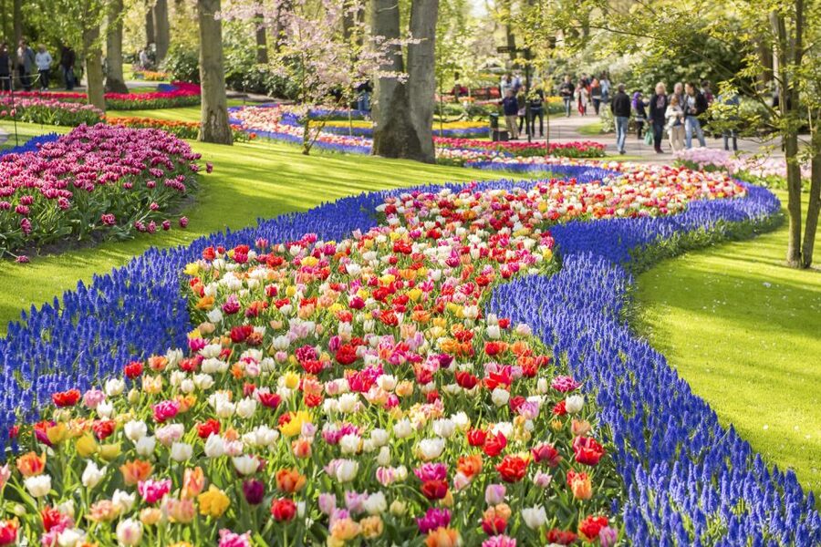 Keukenhof: Flower Fields Small-Group Cultural Bike Tour - What the guide adds: tulip-growing culture in plain language