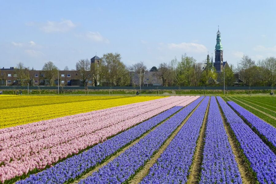 Keukenhof: Flower Fields Small-Group Cultural Bike Tour - Tulip Experience Amsterdam: museum, showgarden, and picking tulips