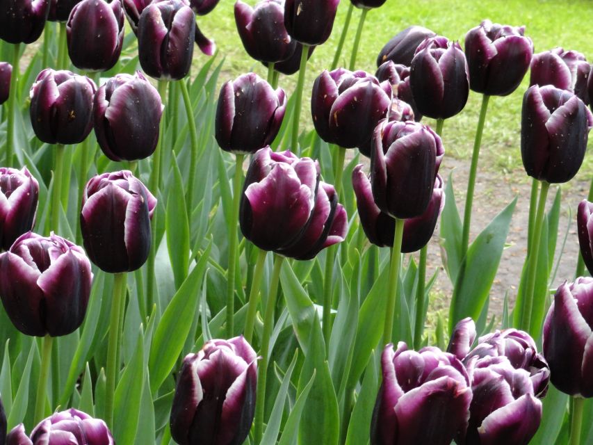 Keukenhof: Flower Fields Small-Group Cultural Bike Tour - Timing your day with Keukenhof: before or after?