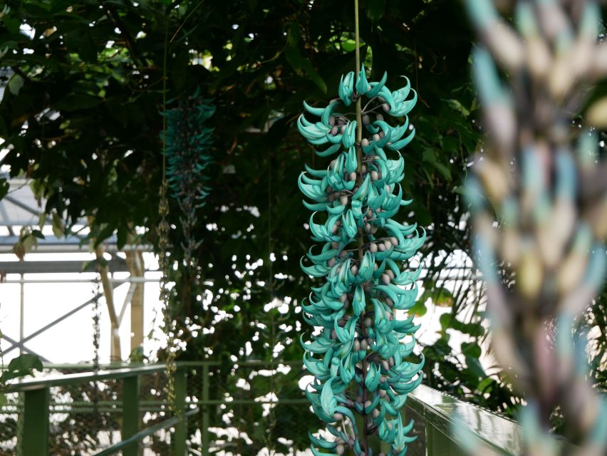 Leiden: Hortus Botanicus Entry Ticket - Key things to know before you go