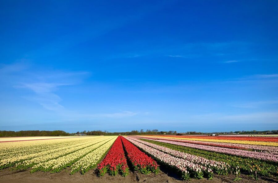 Lisse: Enjoy the Tulip Fields by Bike with a Local Guide! - Bloom Fields and Kasteel Keukenhof: Cycling the Border Between Village and Attraction