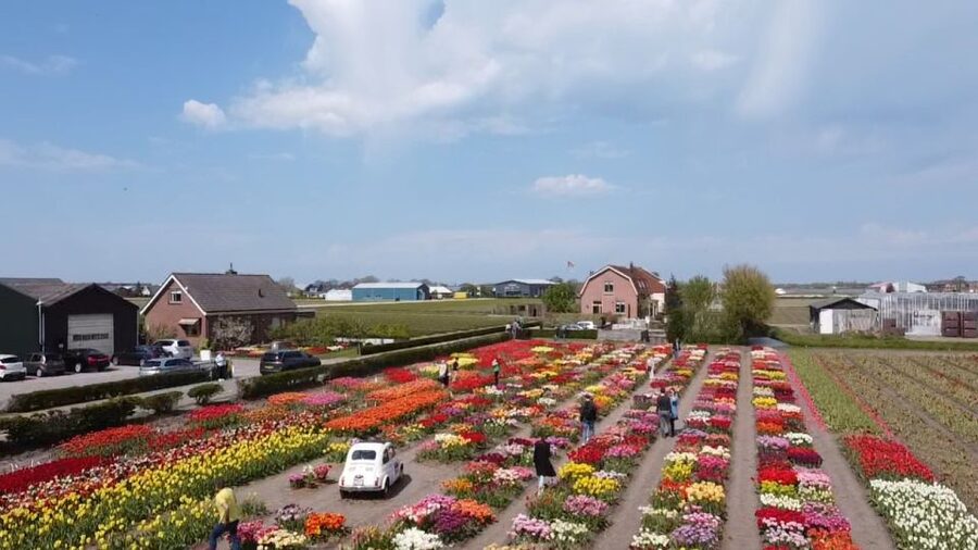 Lisse: Enjoy the Tulip Fields by Bike with a Local Guide! - Riding Along Keukenhof and the Meaning of 7 Million Bulbs