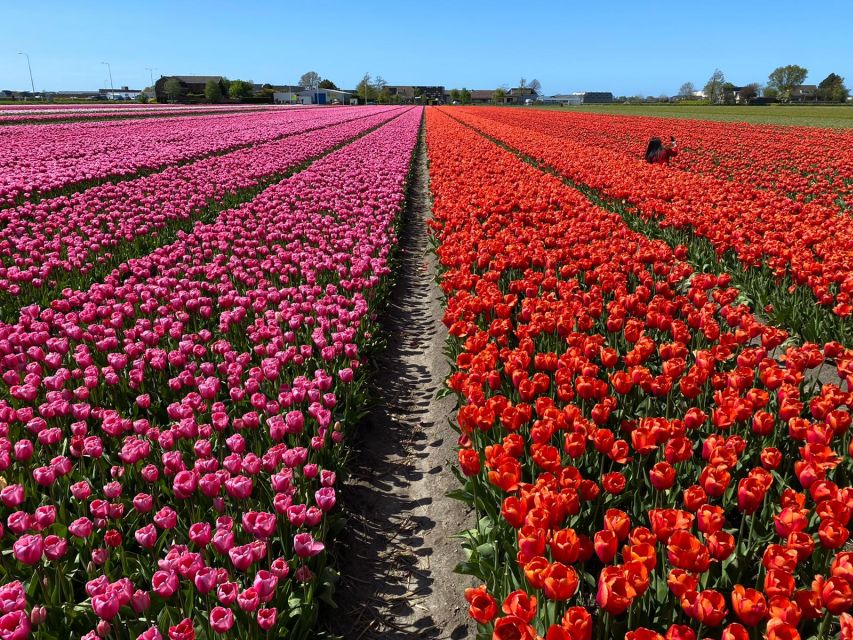 Lisse: Enjoy the Tulip Fields by Bike with a Local Guide! - Price and Ticket Value: What You Get for $58