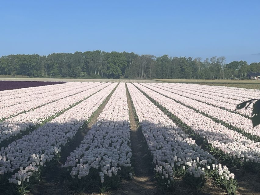 Lisse: Enjoy the Tulip Fields by Bike with a Local Guide! - Getting Started at Restaurant Hanami, Then Rolling for About 15 km