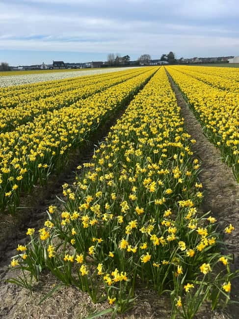 Lisse: Private Tulip Fields Tour with a Local Guide 1h Tour - Price and Value for a Private Group (Up to 3)