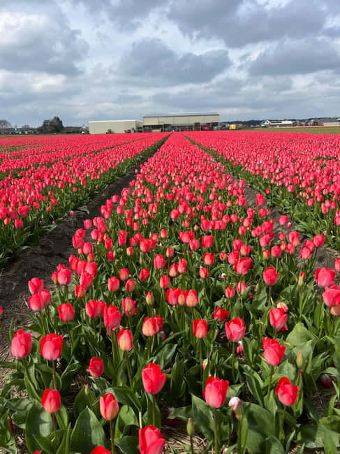 Lisse: Private Tulip Fields Tour with a Local Guide 1h Tour - Who This Tour Fits Best