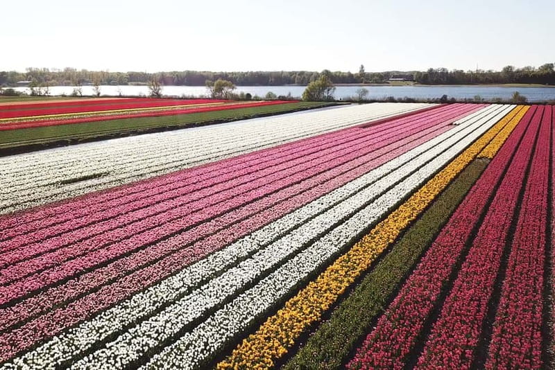 Lisse: Self-Guided Tulip Fields GPS Audio Tour - Key things to know before you go