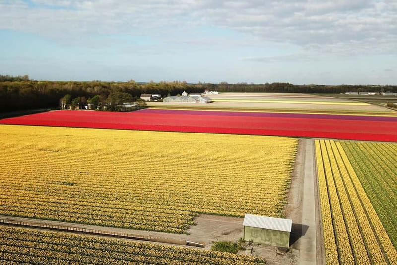 Lisse: Self-Guided Tulip Fields GPS Audio Tour - Meeting point near Keukenhof, and the map tip that saves time