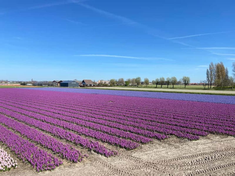 Lisse: Self-Guided Tulip Fields GPS Audio Tour - The 1-hour GPS route: how the drive actually works