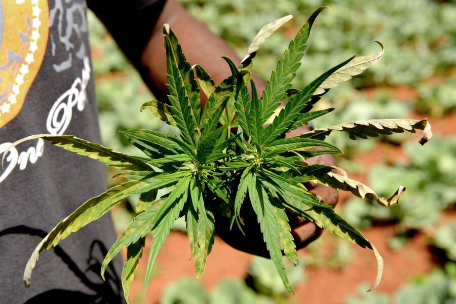 Mike Tyson inspired cannabis tour PRIVATE - Key highlights you will actually use
