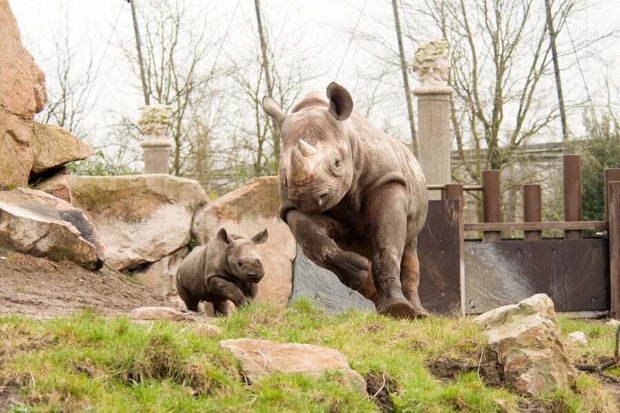 Rotterdam: Rotterdam Zoo Blijdorp Entry Ticket - African Gorilla Island and the Bokito family moment