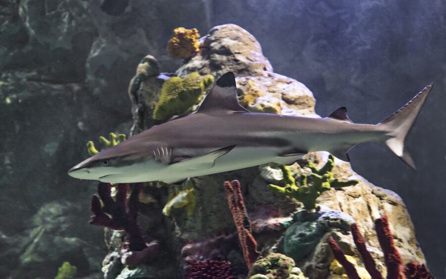 Scheveningen, The Hague: Sea Life Entry Ticket - Sea Life Scheveningen: a practical, family-friendly aquarium day in The Hague
