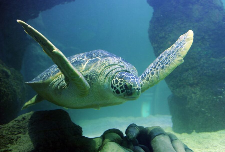 Scheveningen, The Hague: Sea Life Entry Ticket - Your route through 15 themed zones, from Dutch rivers to the ocean depth